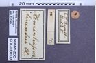 Etiketten zu Hemirhipus lineatus (NHMW-ZOO-COL-0008177)